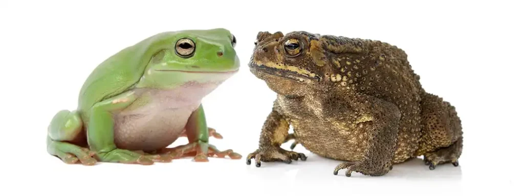 Frogs & Toads