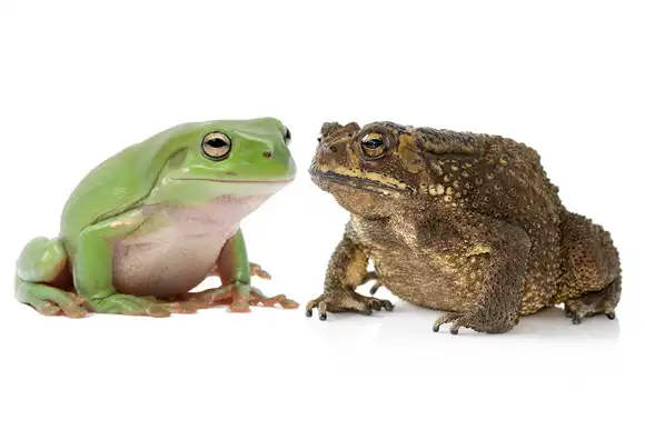 Of Indigenous Frogs and Invasive Toads