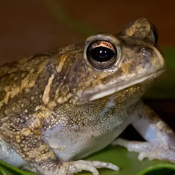 Guttural Toad